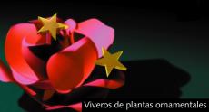 Viveros de plantas ornamentales