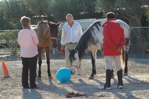Coaching con caballos