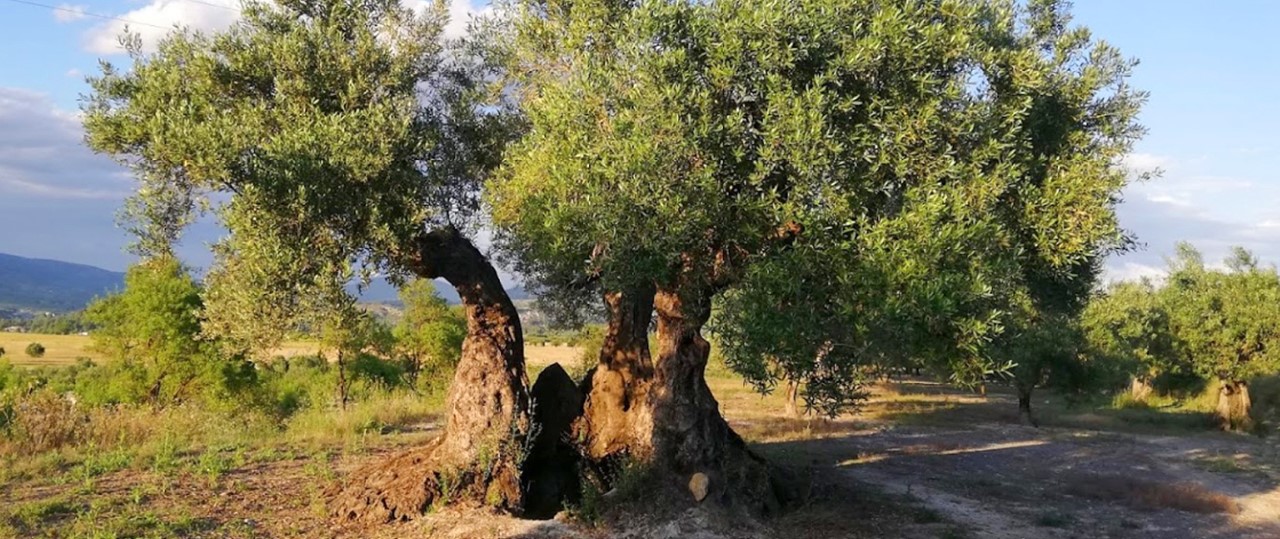 territorio