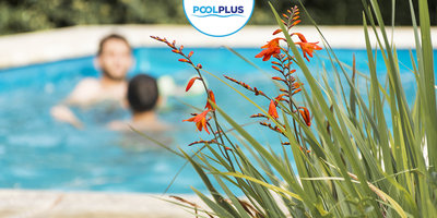 Cmo prevenir y eliminar las algas de tu piscina