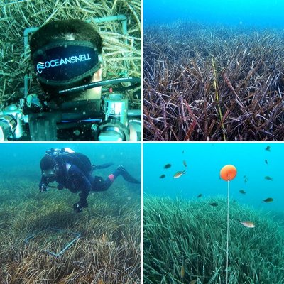 Caracterización de las praderas de Posidonia oceanica en los campos de fondeo habilitados por el Gobierno de las Islas Baleares