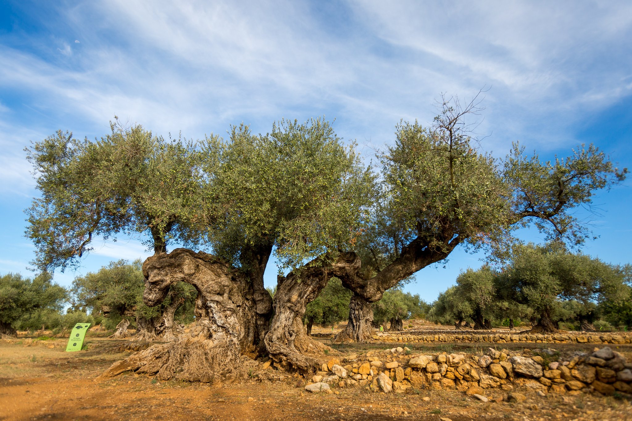 Pacte territorial per l'ocupaci� Castell� Nord