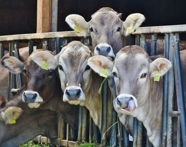 Razones para implementar prácticas de bienestar animal