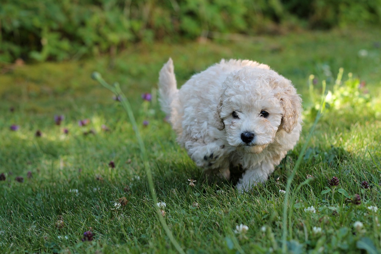 �Elige el cachorro de caniche adecuado para ti!