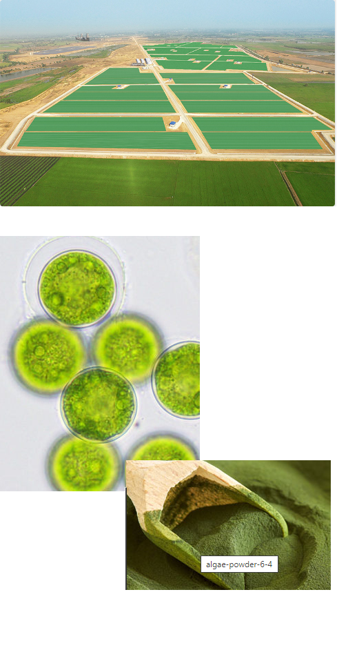Hoja BioSolar