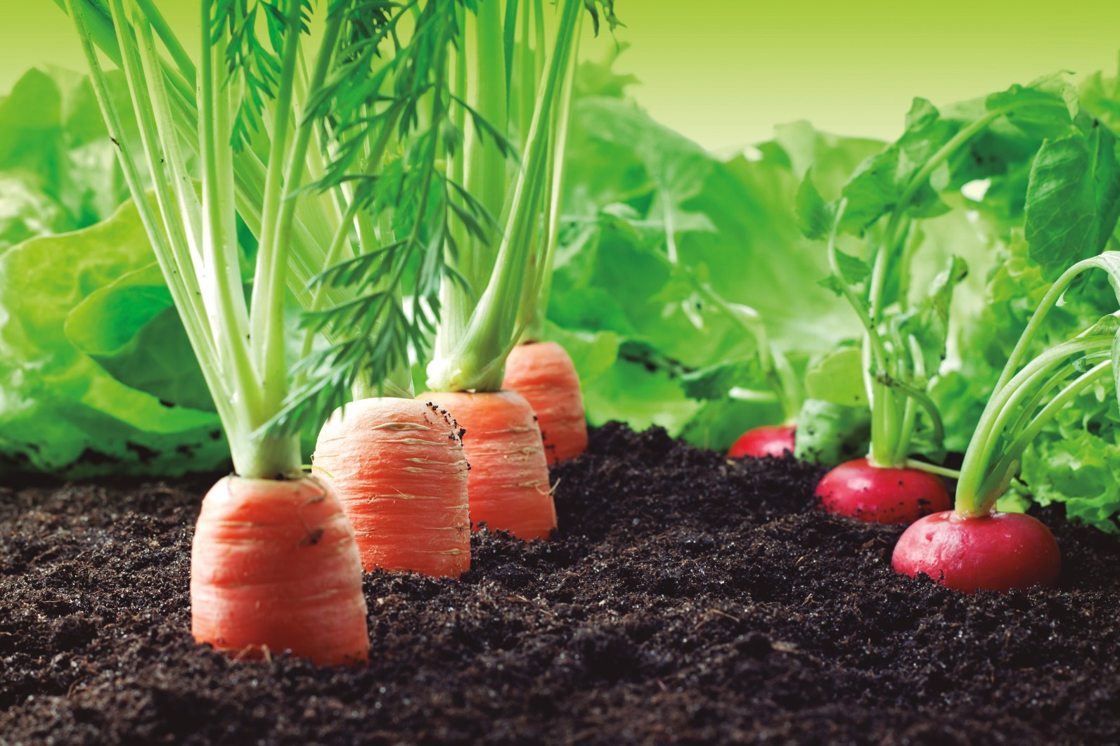 AGROQUÍMICOS DE LEVANTE S.A.