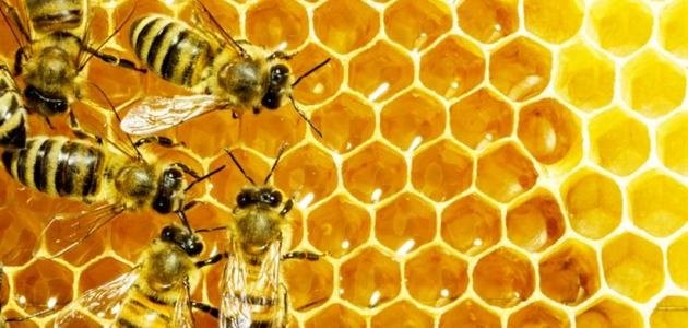 GLOBAL BEE PROJECT SOCIEDAD LIMITADA