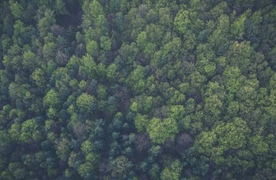 Emprendimiento sostenible con la biomasa forestal