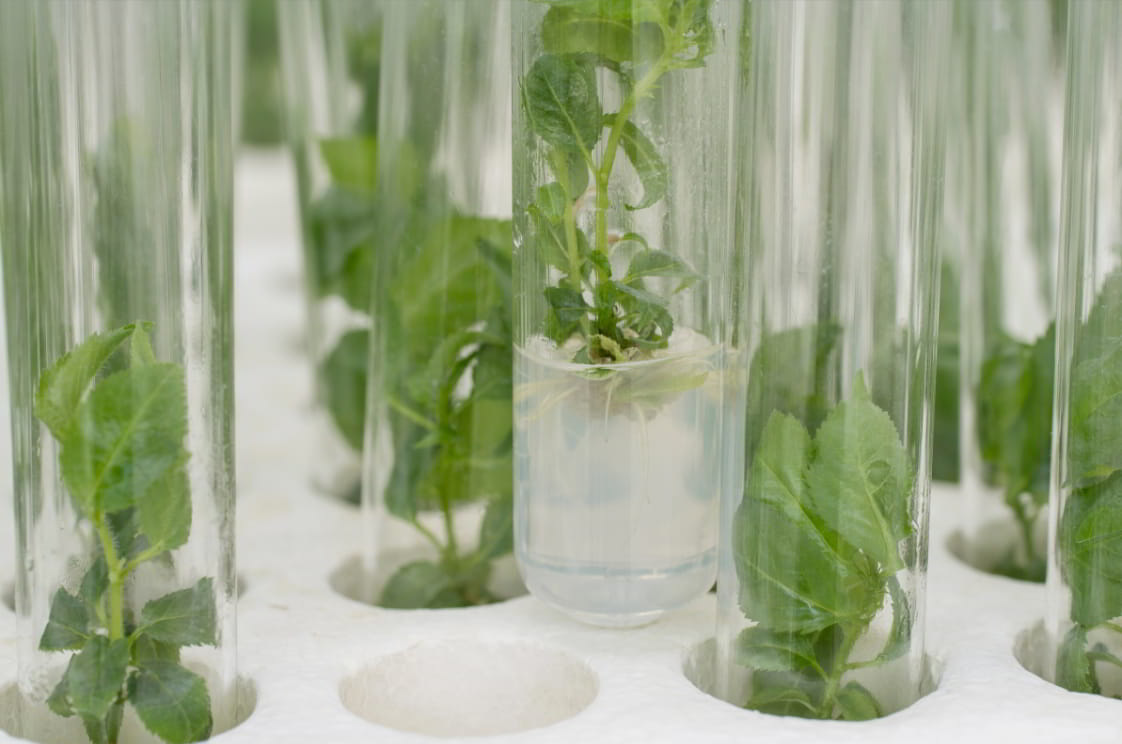 GREEN ENVIRONMENT TECHNOLOGIES, S.L.