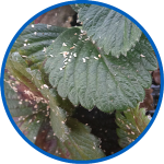 BioNostrum Pest Control S.L.