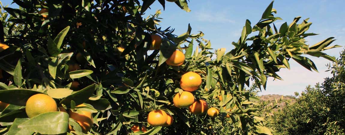 CHESTE AGRARIA COOP VALENCIANA