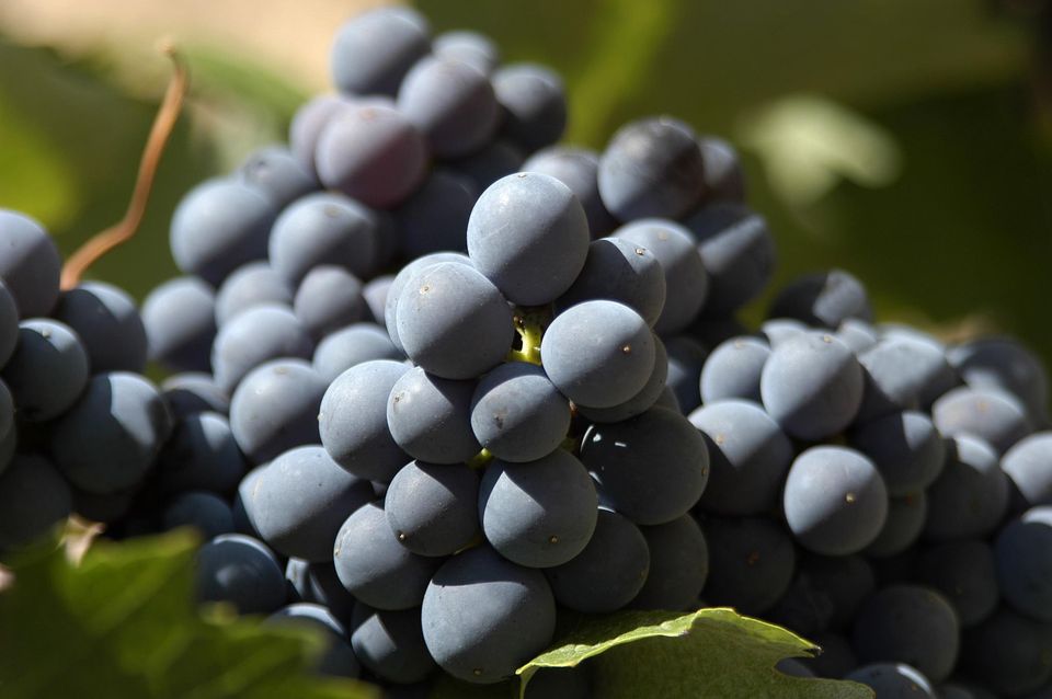 COOP. VINICOLA LA VI�A