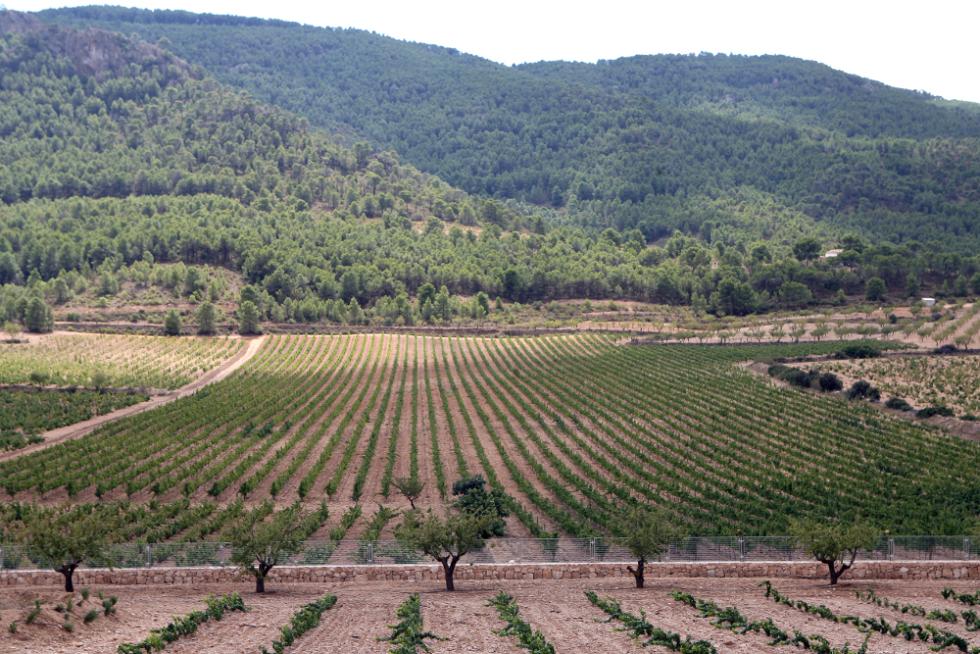 La Conselleria de Agricultura convoca ayudas para la gesti�n forestal sostenible por importe de 7 millones de euros