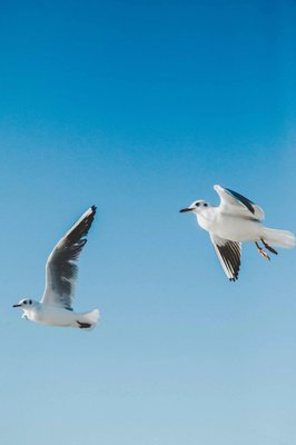 �Se puede considerar a las aves como una plaga?