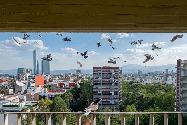 Ahuyentador de palomas: Qu es y cmo funciona?