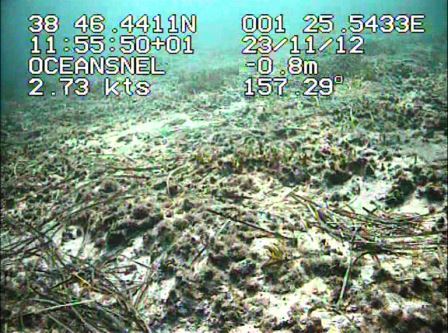Zona de mata muerta de Posidonia oceanica (Foto: Oceansnell)