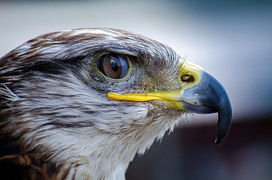 Principales ventajas del control de aves con rapaces