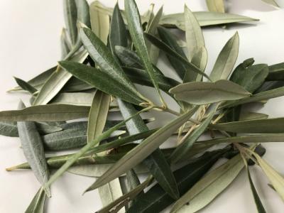 Extracto De Hoja De Olivo - Oleurope�na