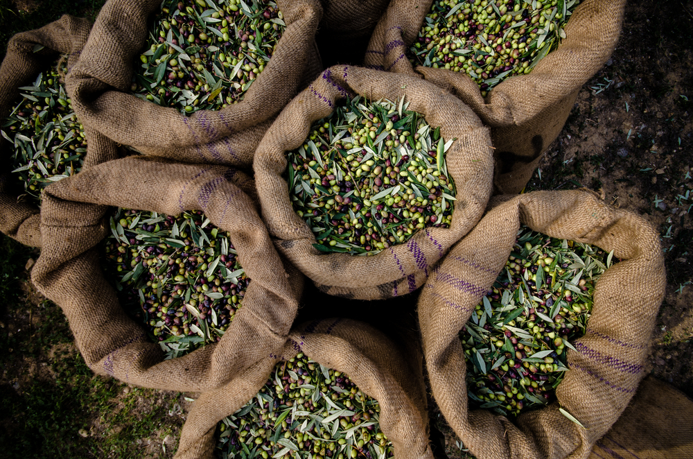 Aceite de oliva - �Por qu� este es el alimento milagroso m�s antiguo del mundo?