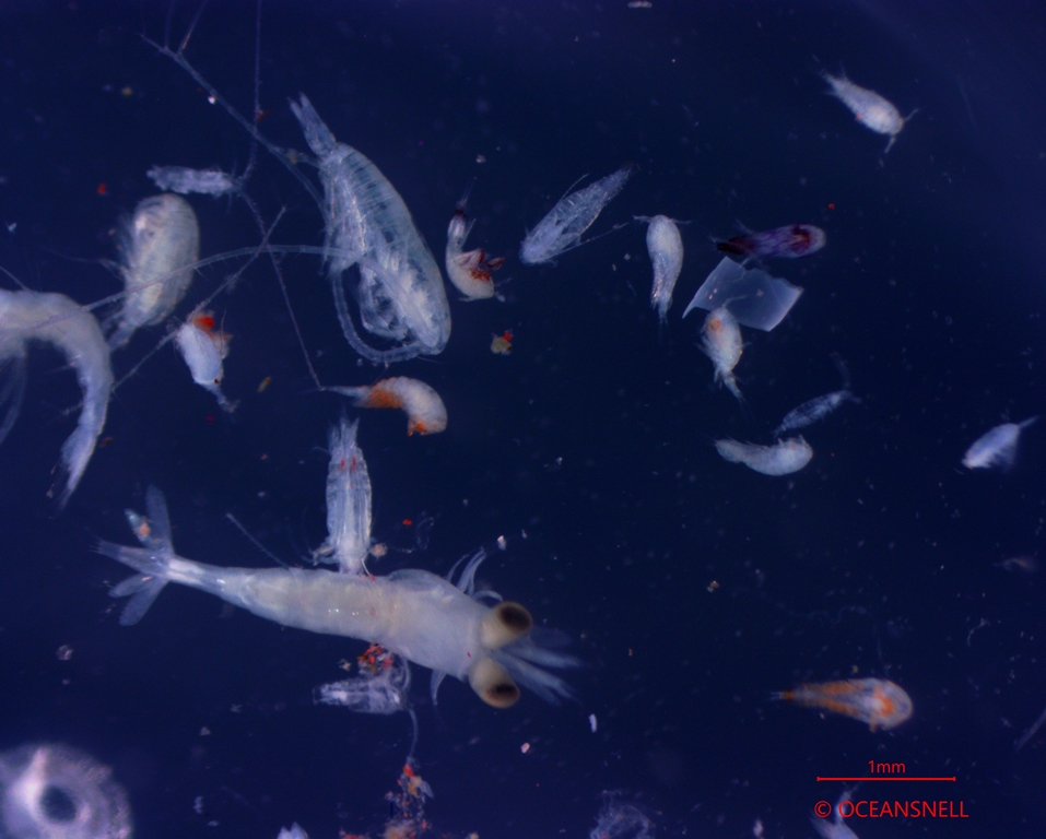 Análisis taxonómico fitoplancton y zooplancton marino ©OCEANSNELL 