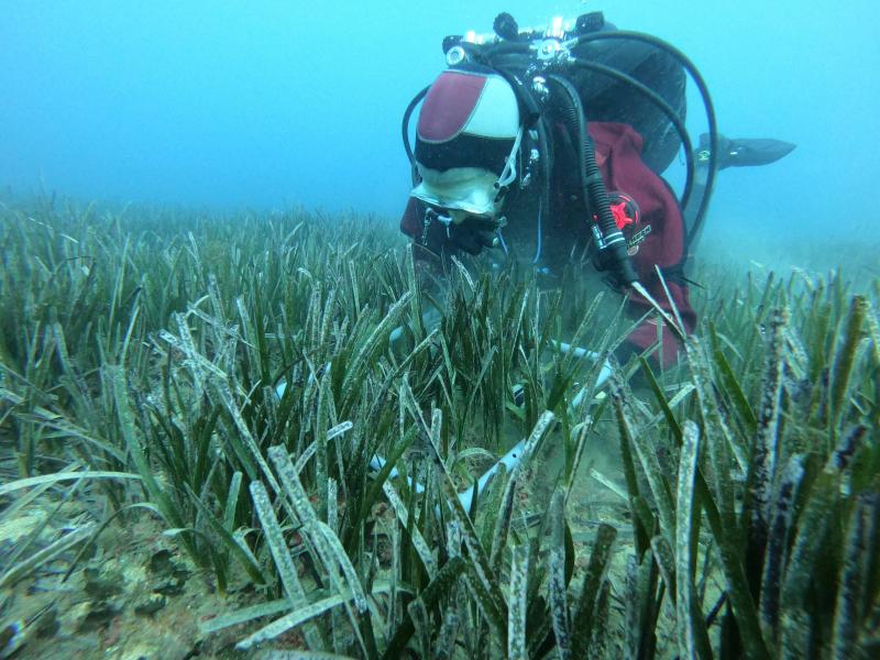 Seguimiento y control de praderas de Posidonia oceanica - OCEANSNELL