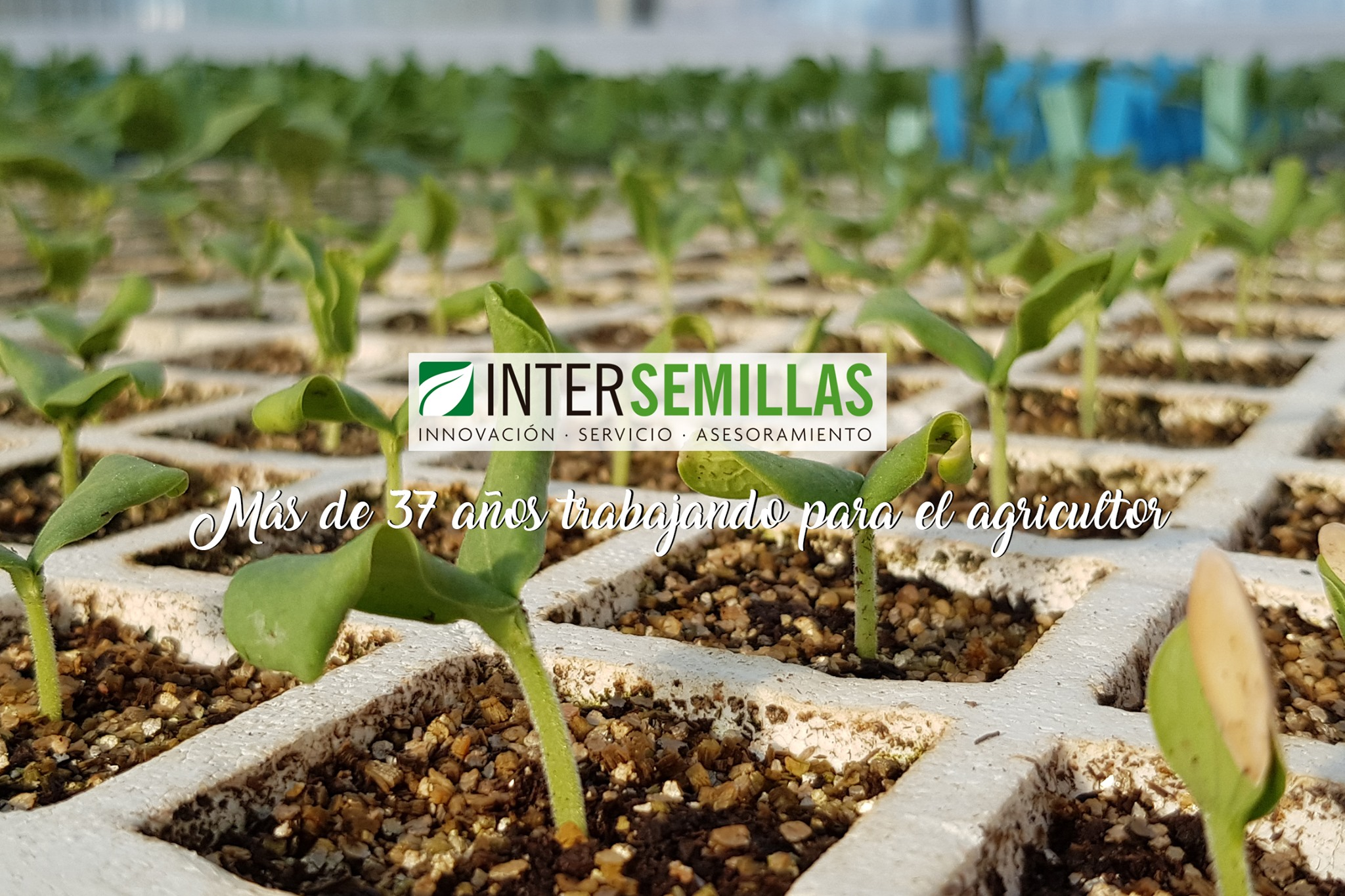 Intersemillas, S.A.