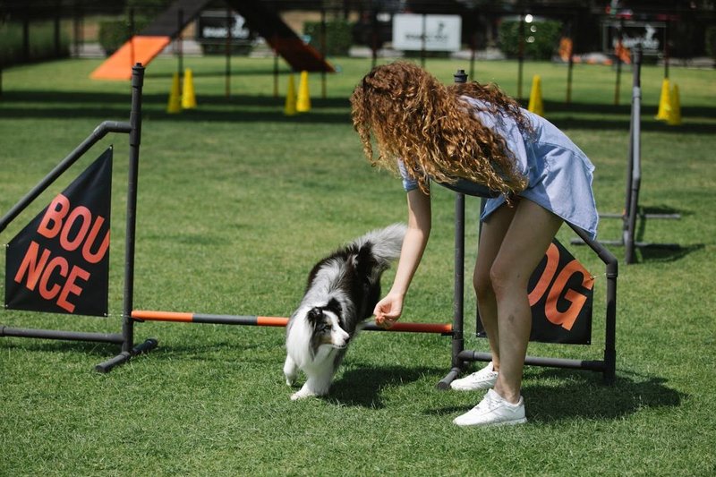 Entrenamiento para perros: Cmo mantenerlos en forma