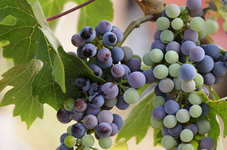 La versatilidad de la uva Cabernet Sauvignon
