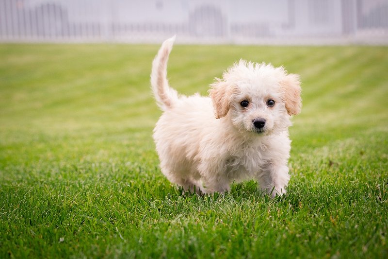 La mejor comida para perros según su edad